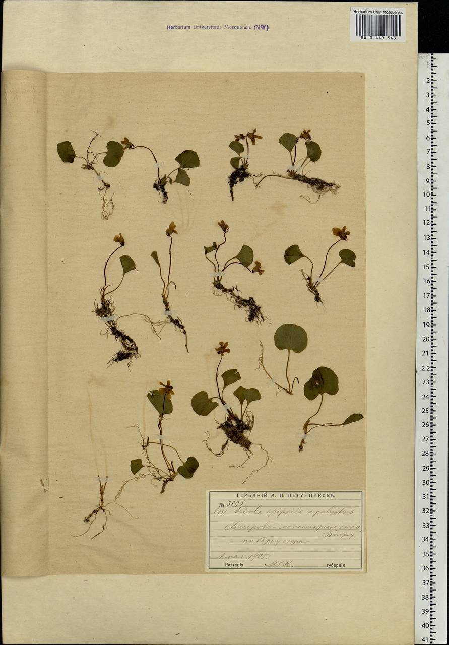 Viola epipsila, Eastern Europe, Moscow region (E4a) (Russia)