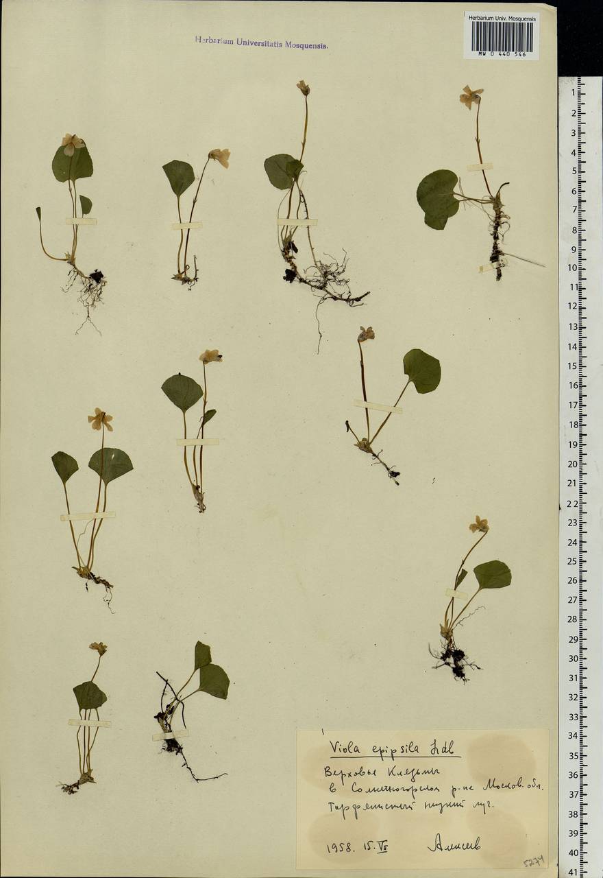 Viola epipsila, Eastern Europe, Moscow region (E4a) (Russia)