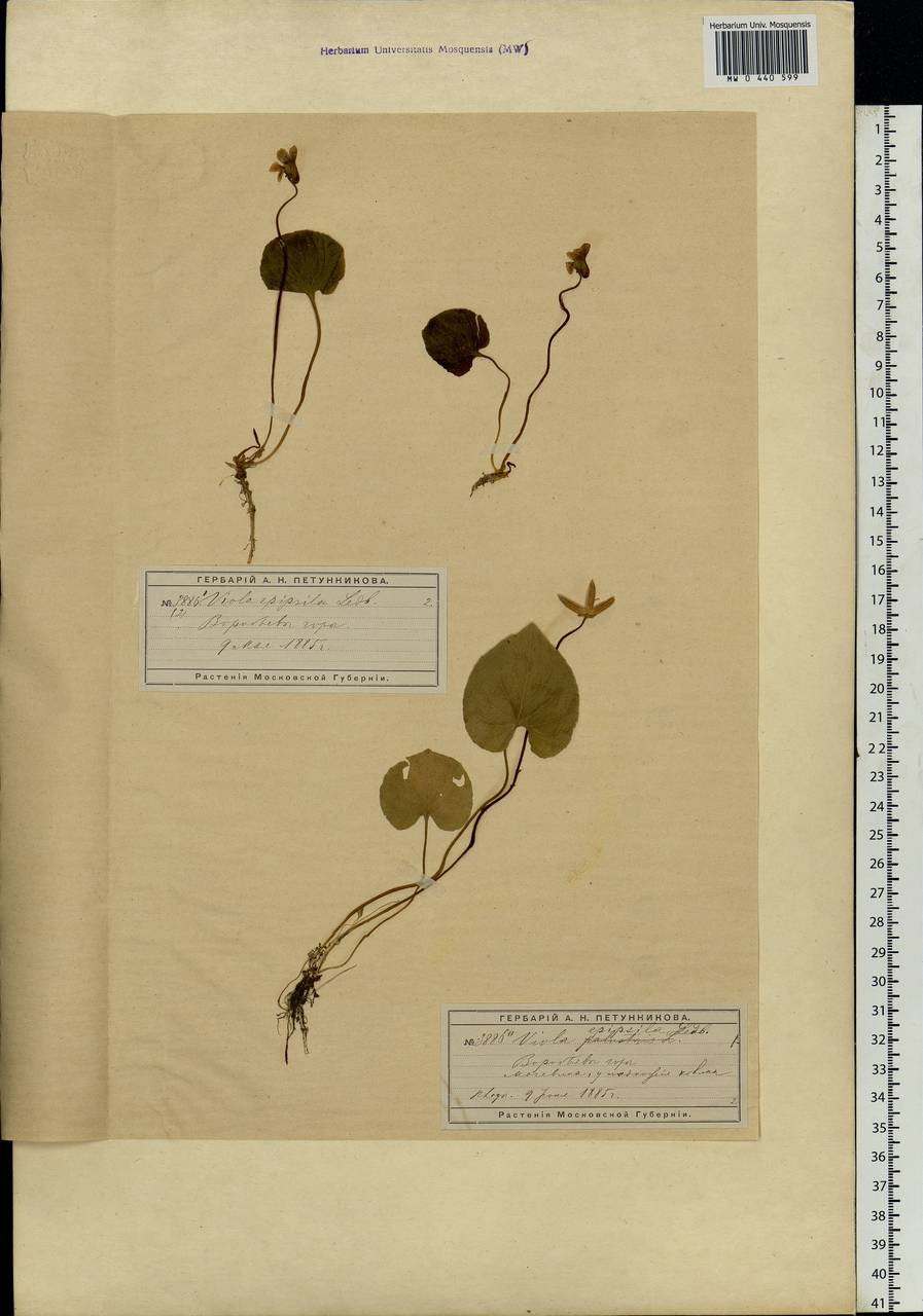 Viola epipsila Ledeb., Eastern Europe, Moscow region (E4a) (Russia)