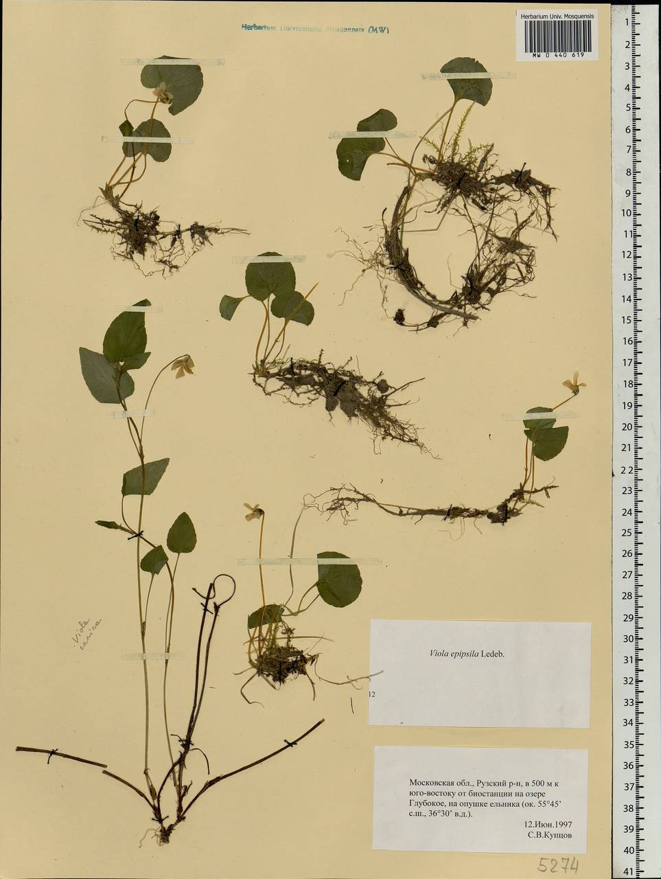 Viola epipsila Ledeb., Eastern Europe, Moscow region (E4a) (Russia)