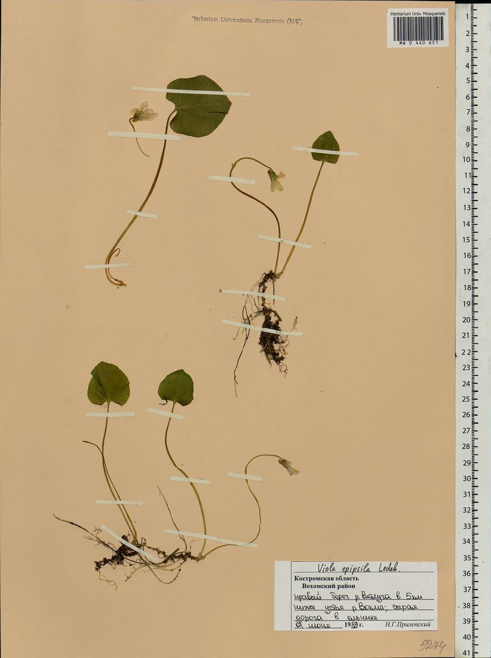 Viola epipsila, Eastern Europe, Central forest region (E5) (Russia)