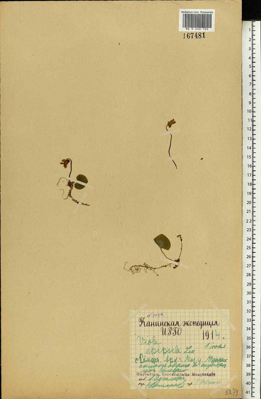 Viola epipsila subsp. repens (Turcz.) W. Becker, Eastern Europe, Northern region (E1) (Russia)