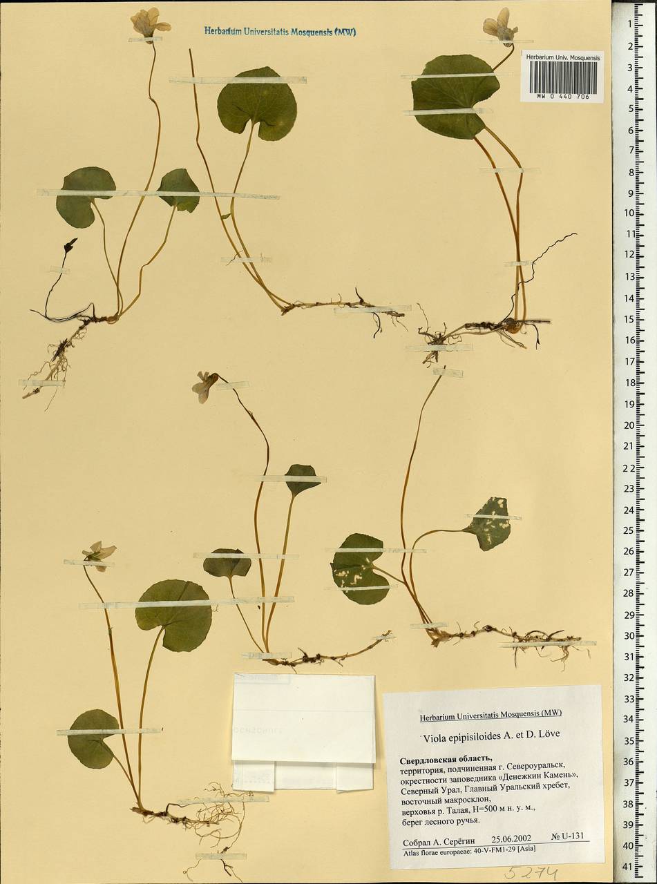 Viola epipsila subsp. repens (Turcz.) W. Becker, Eastern Europe, Eastern region (E10) (Russia)