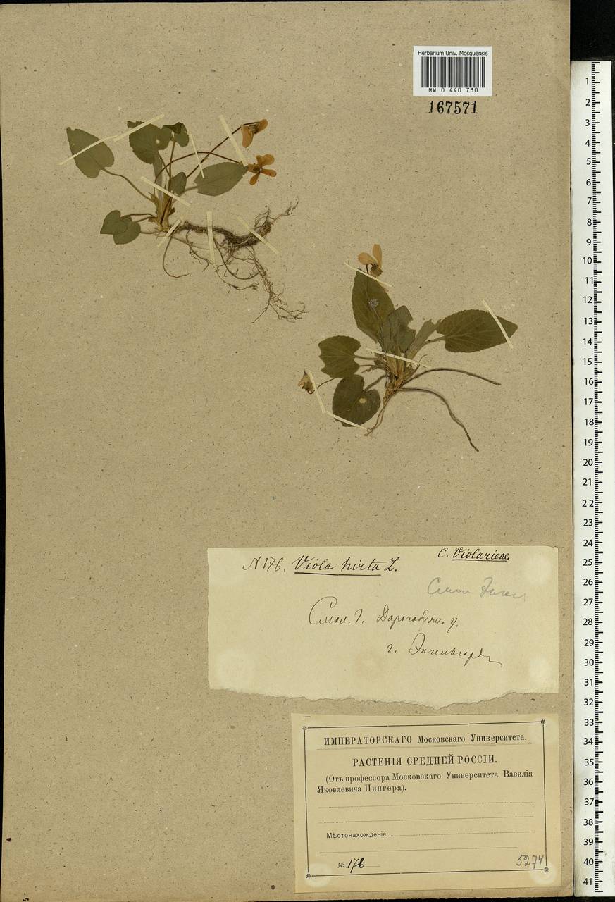 Viola hirta L., Eastern Europe, Western region (E3) (Russia)