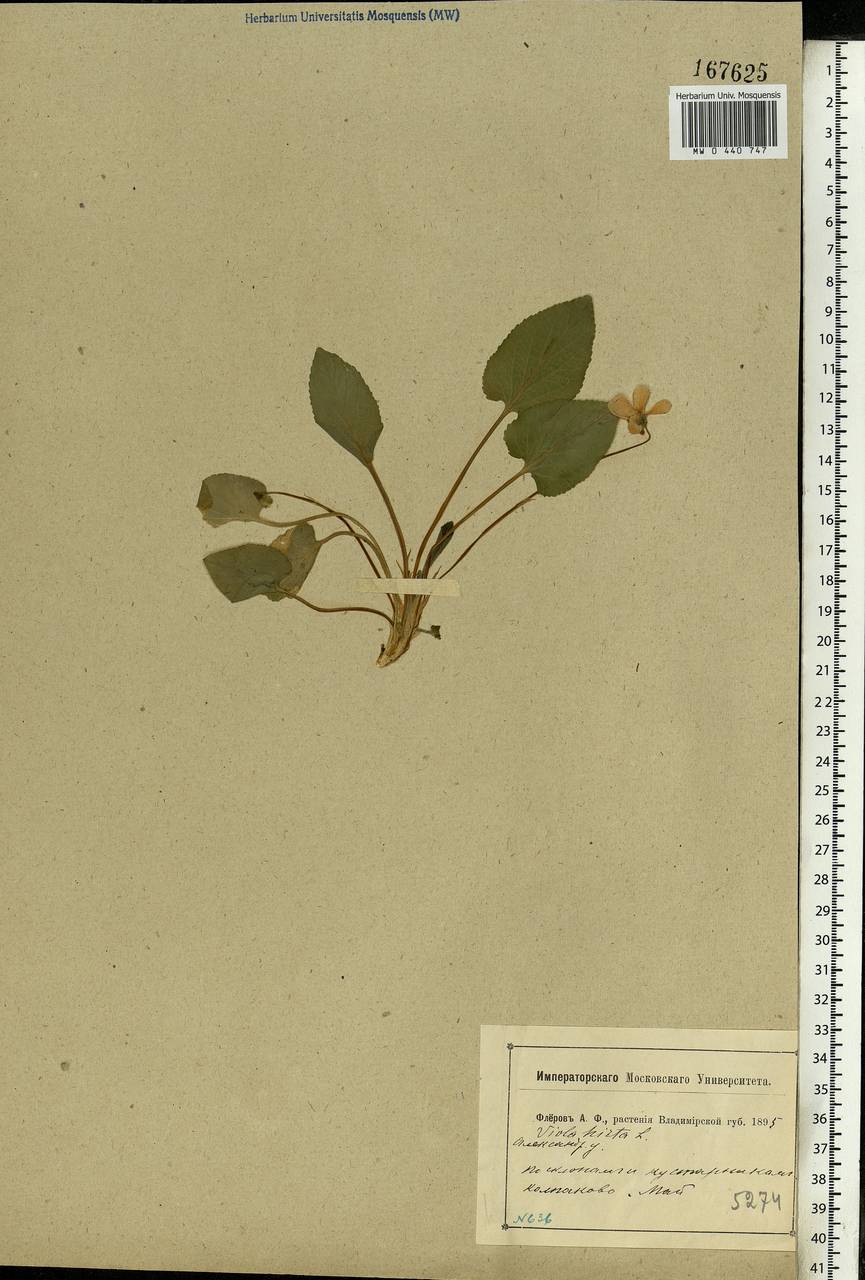 Viola hirta L., Eastern Europe, Central region (E4) (Russia)