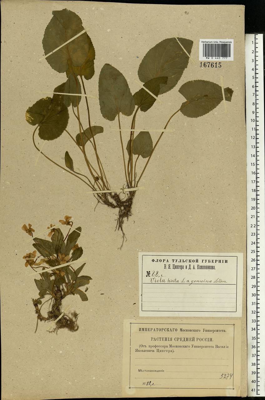 Viola hirta L., Eastern Europe, Central region (E4) (Russia)
