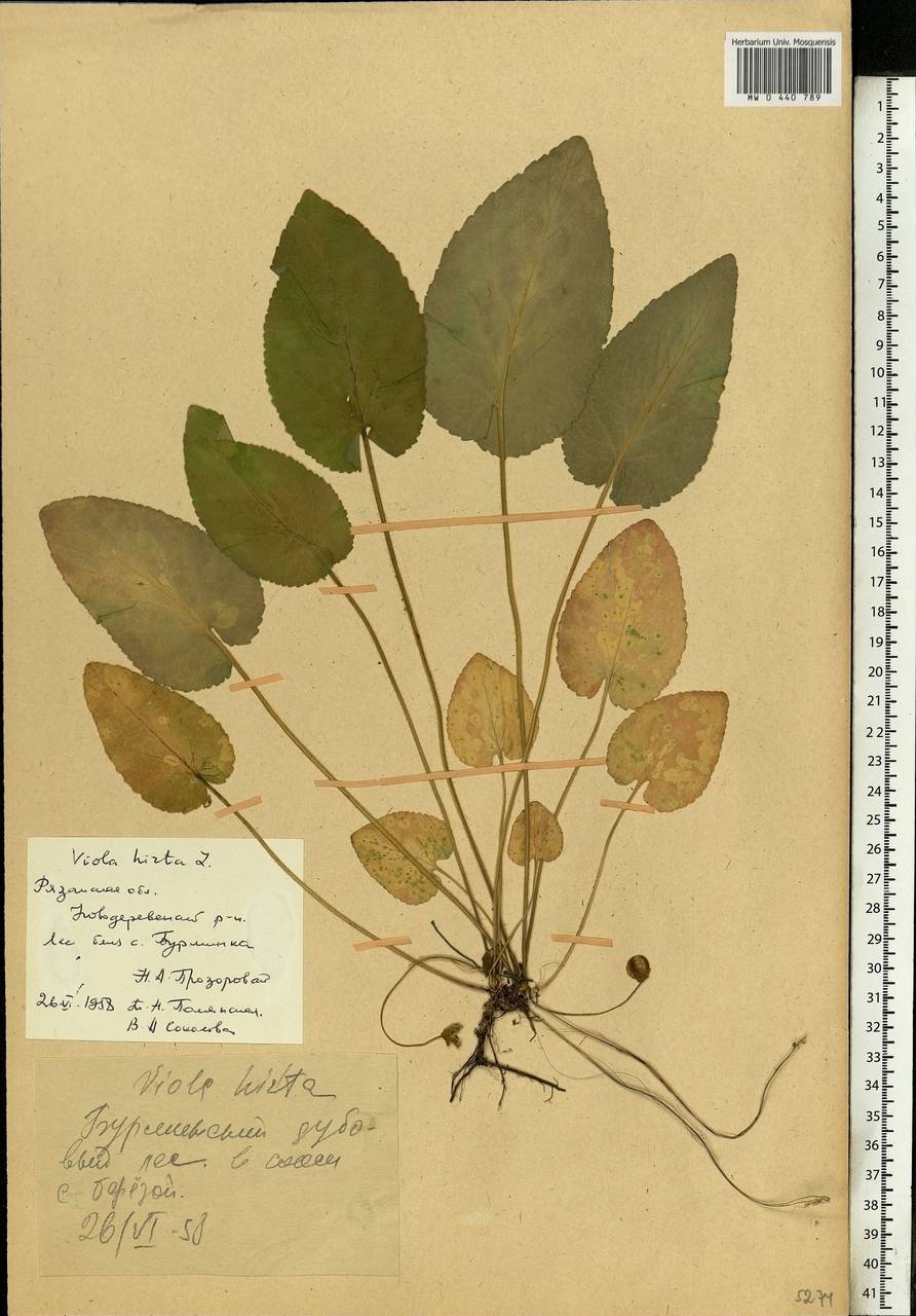 Viola hirta L., Eastern Europe, Central region (E4) (Russia)