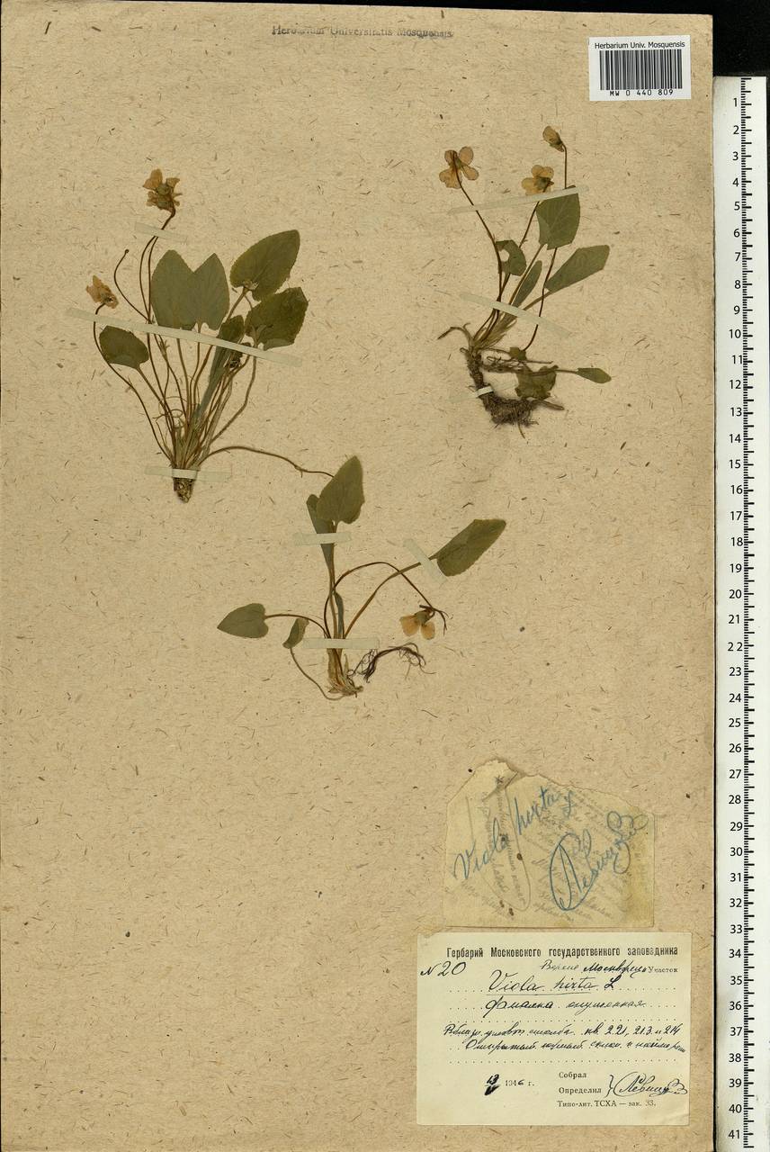 Viola hirta L., Eastern Europe, Moscow region (E4a) (Russia)