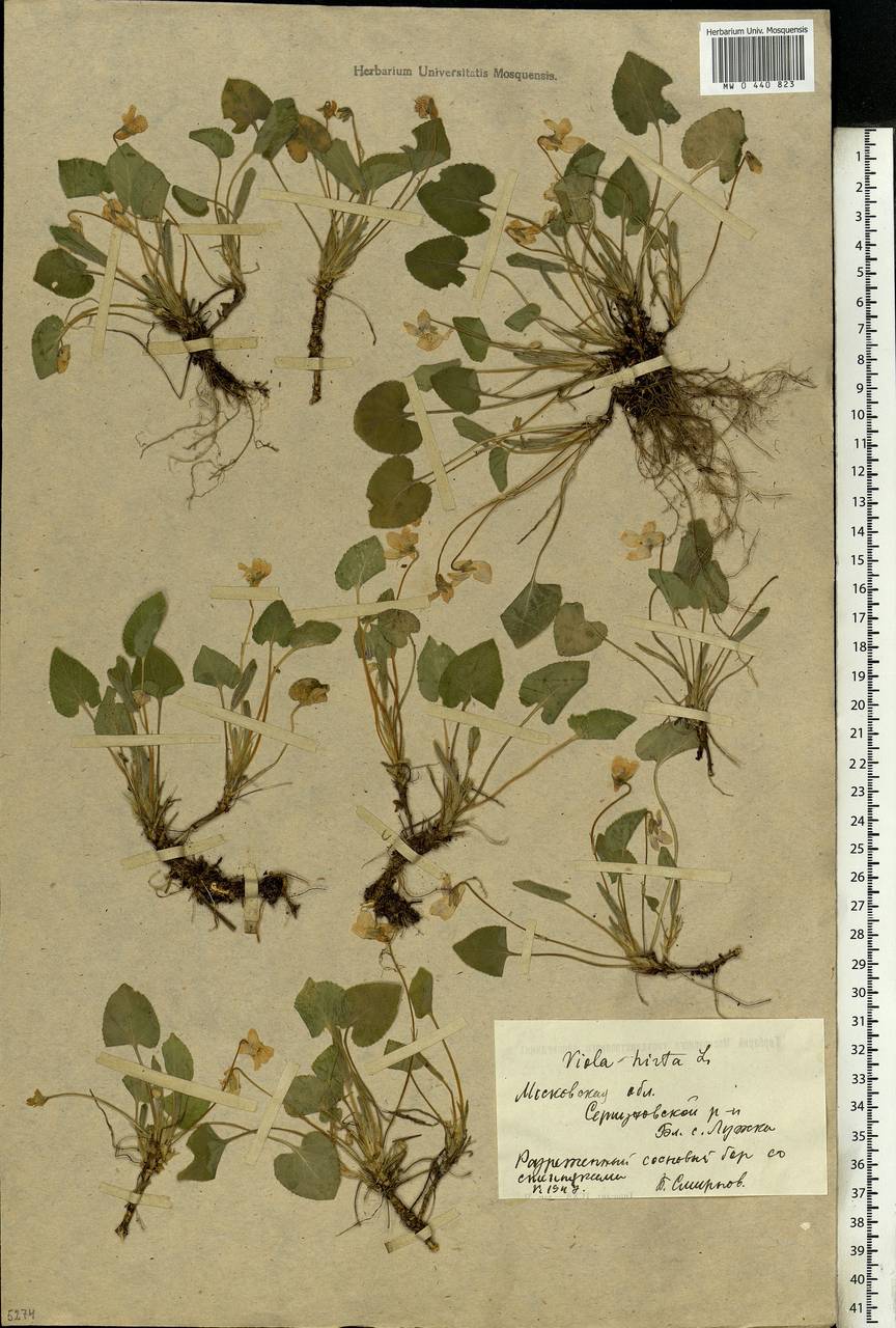 Viola hirta L., Eastern Europe, Moscow region (E4a) (Russia)