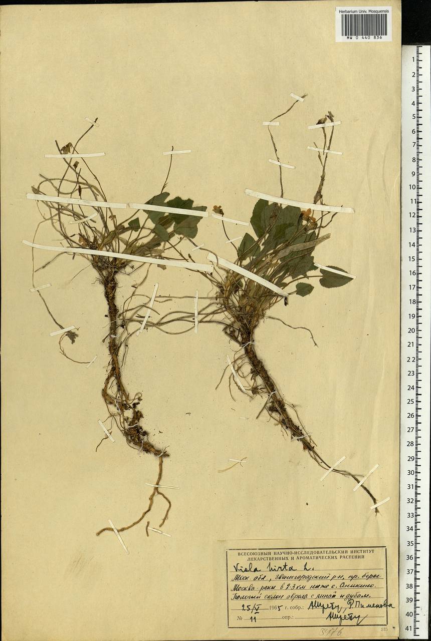 Viola hirta L., Eastern Europe, Moscow region (E4a) (Russia)