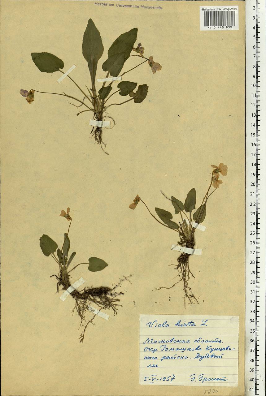 Viola hirta L., Eastern Europe, Moscow region (E4a) (Russia)