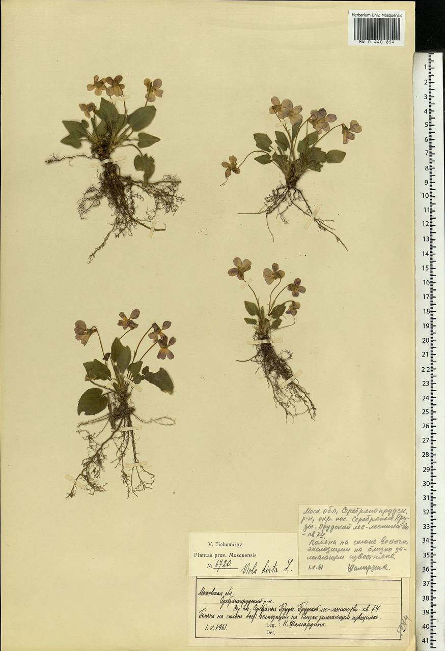 Viola hirta L., Eastern Europe, Moscow region (E4a) (Russia)