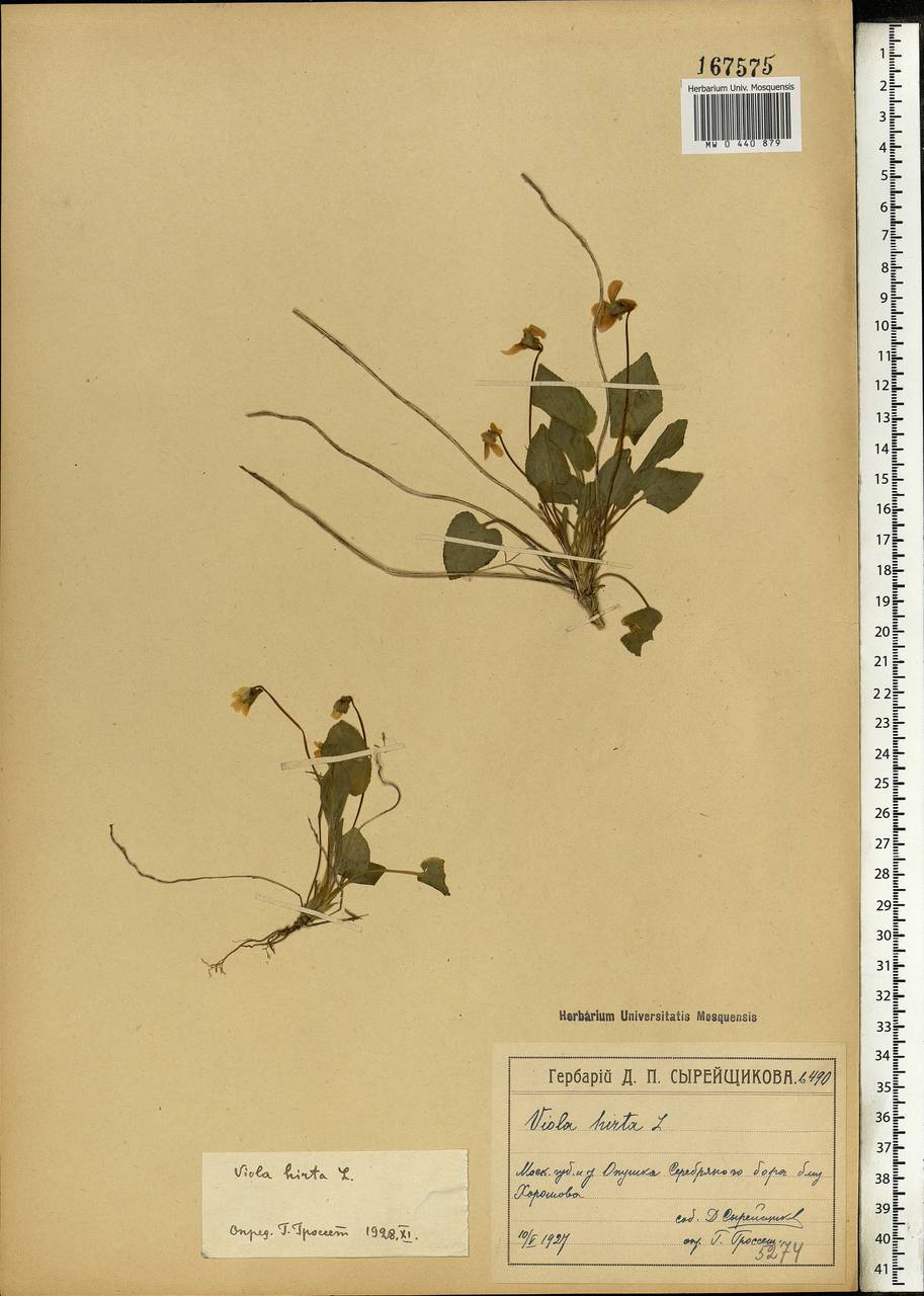 Viola hirta L., Eastern Europe, Moscow region (E4a) (Russia)