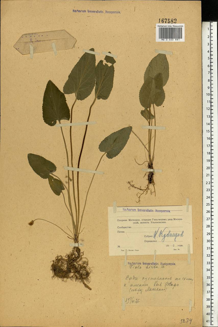 Viola hirta L., Eastern Europe, Moscow region (E4a) (Russia)