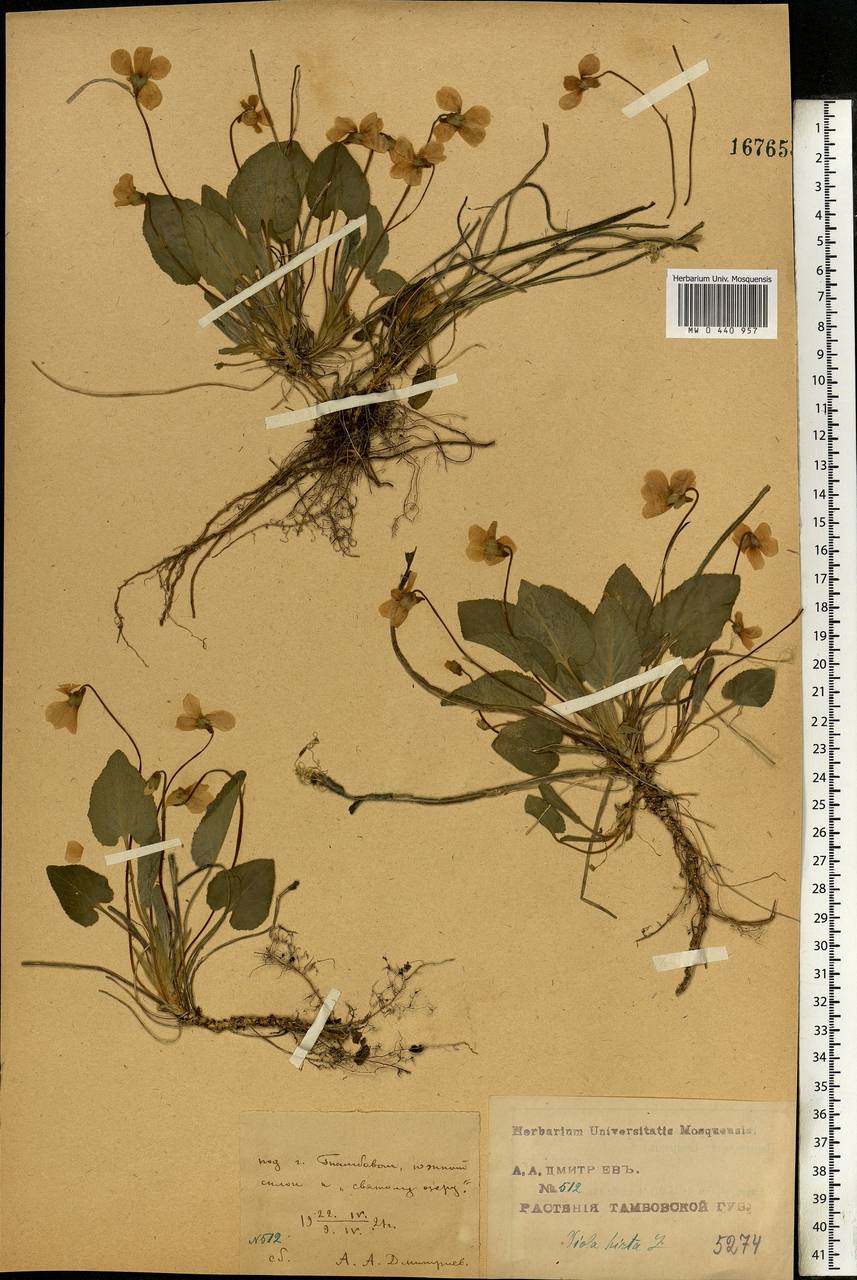 Viola hirta L., Eastern Europe, Central forest-and-steppe region (E6) (Russia)