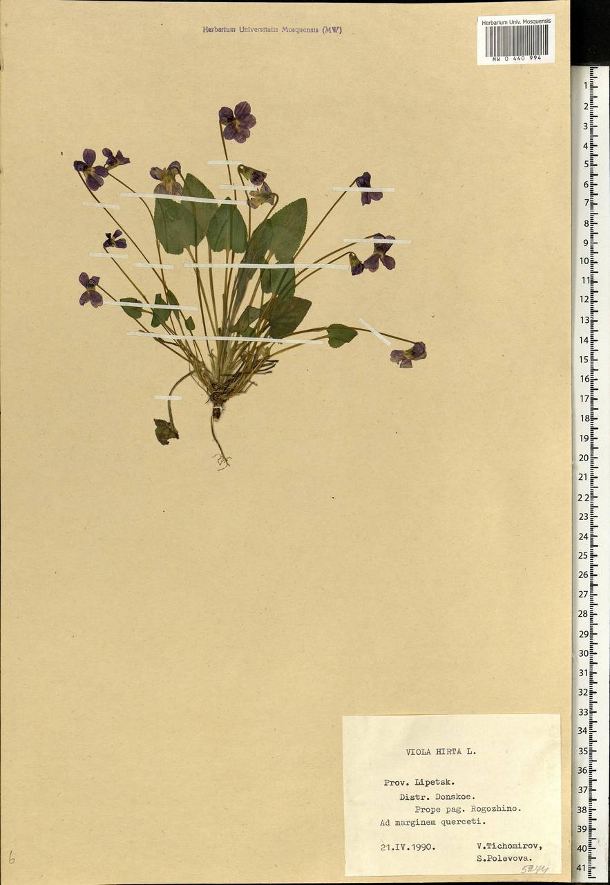 Viola hirta L., Eastern Europe, Central forest-and-steppe region (E6) (Russia)