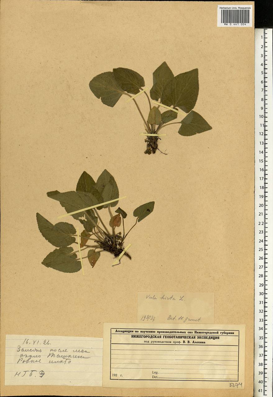 Viola hirta L., Eastern Europe, Middle Volga region (E8) (Russia)