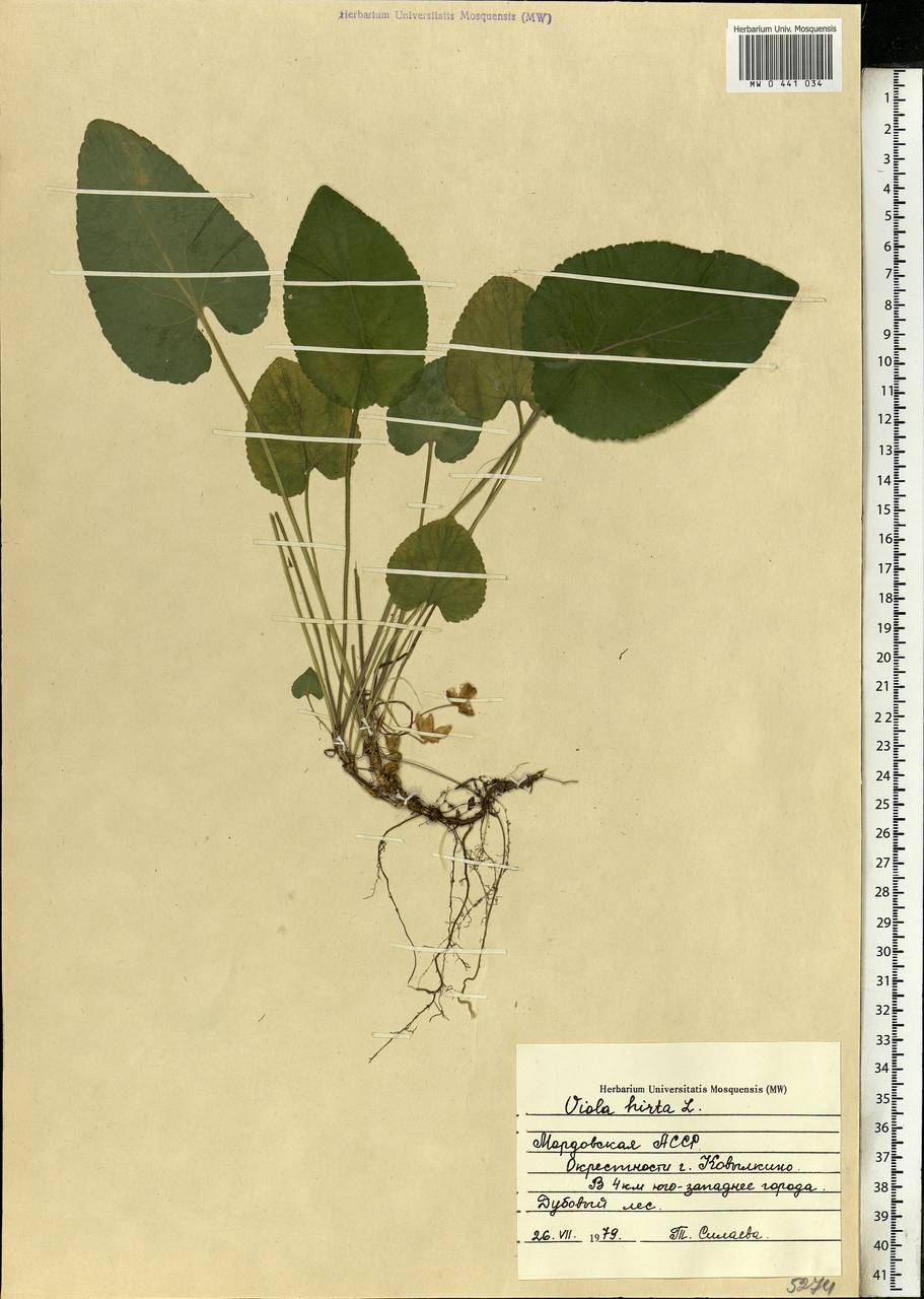 Viola hirta L., Eastern Europe, Middle Volga region (E8) (Russia)