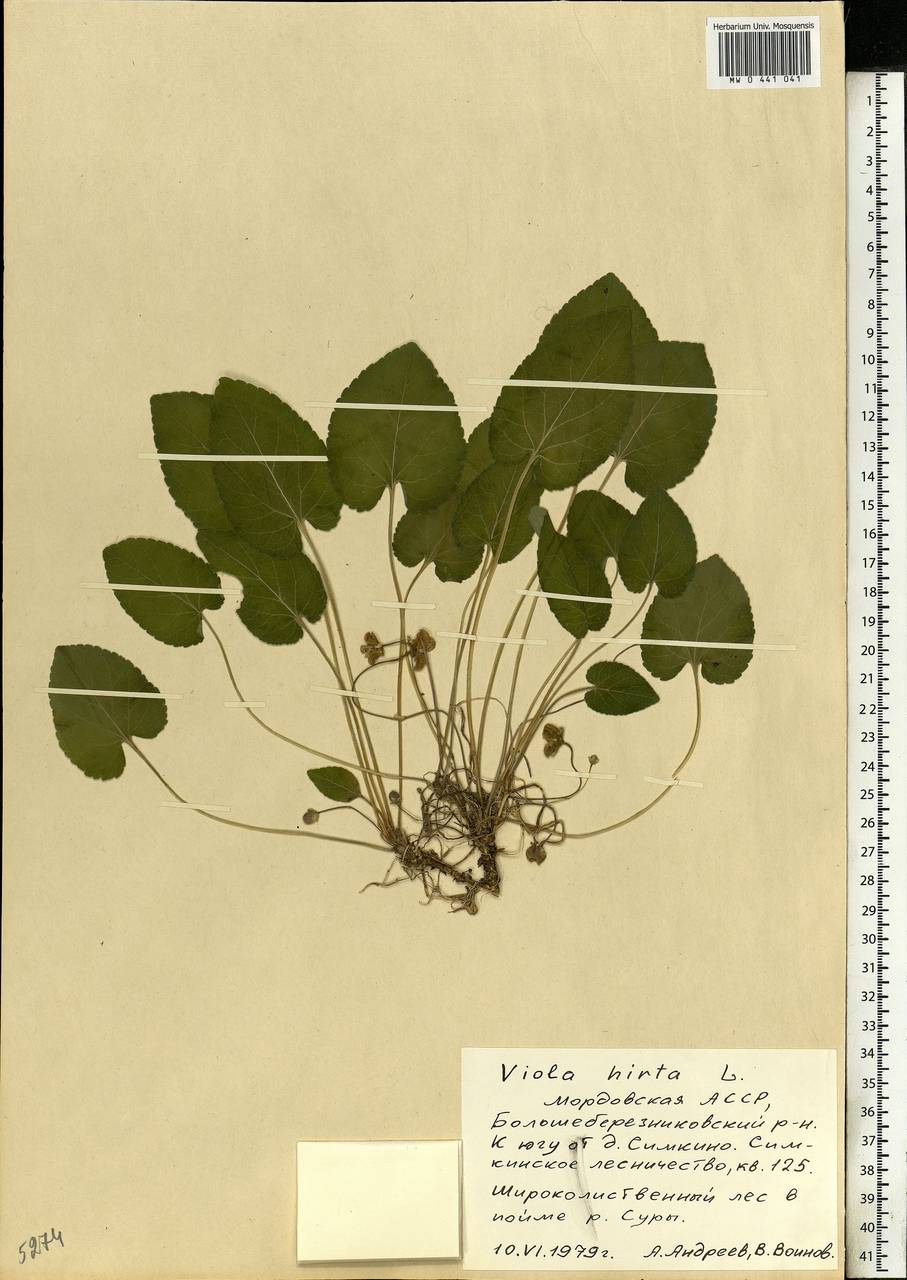 Viola hirta L., Eastern Europe, Middle Volga region (E8) (Russia)