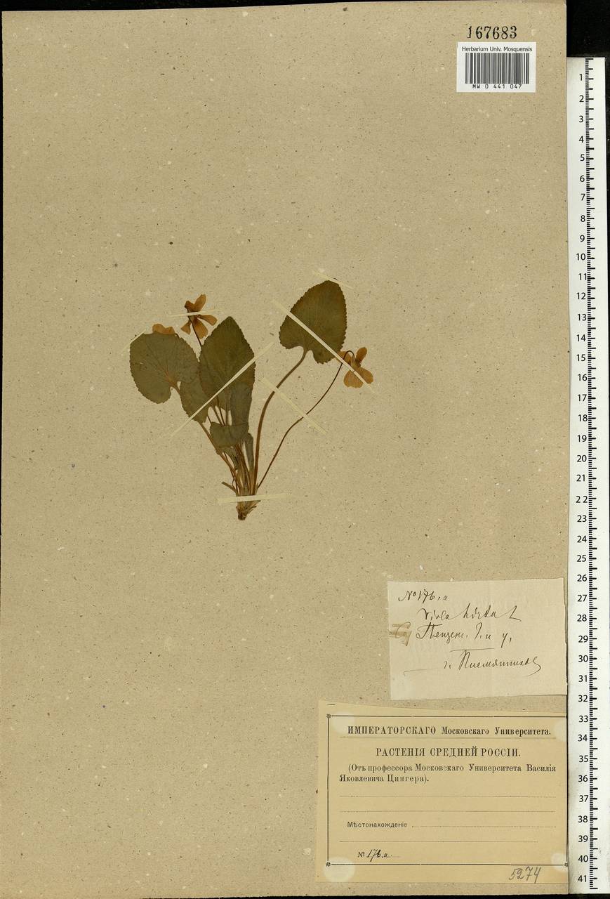 Viola hirta L., Eastern Europe, Middle Volga region (E8) (Russia)