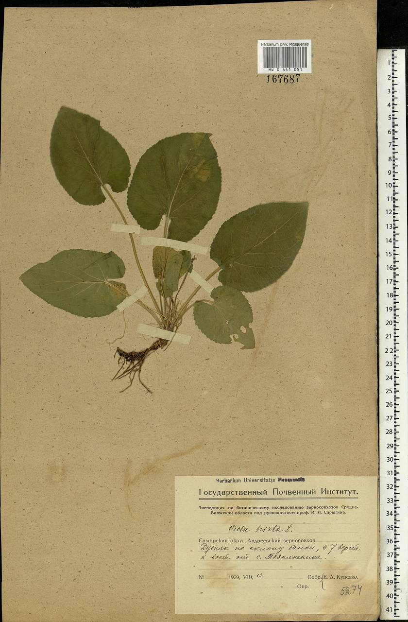 Viola hirta L., Eastern Europe, Eastern region (E10) (Russia)