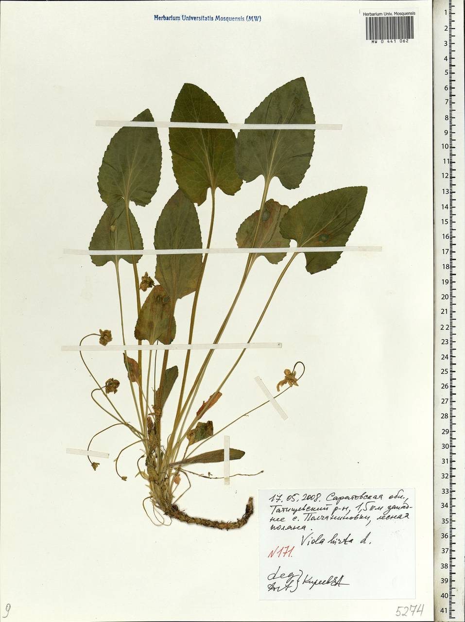 Viola hirta L., Eastern Europe, Lower Volga region (E9) (Russia)