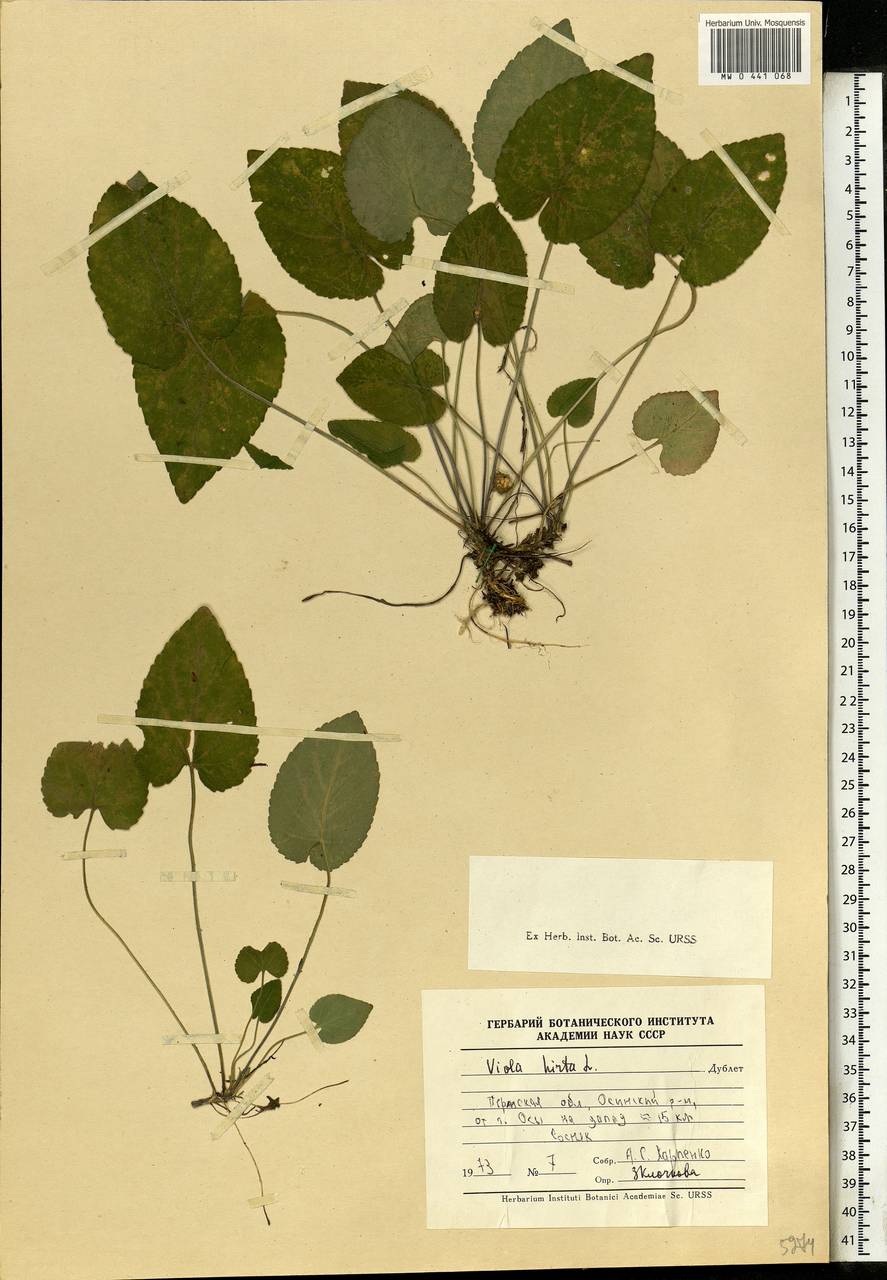 Viola hirta L., Eastern Europe, Eastern region (E10) (Russia)