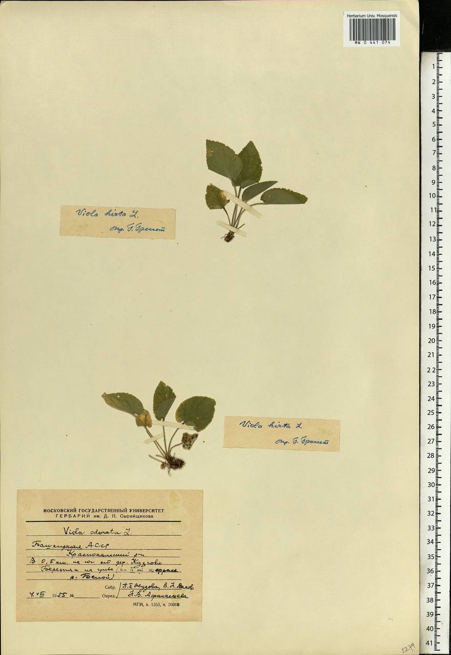 Viola hirta L., Eastern Europe, Eastern region (E10) (Russia)