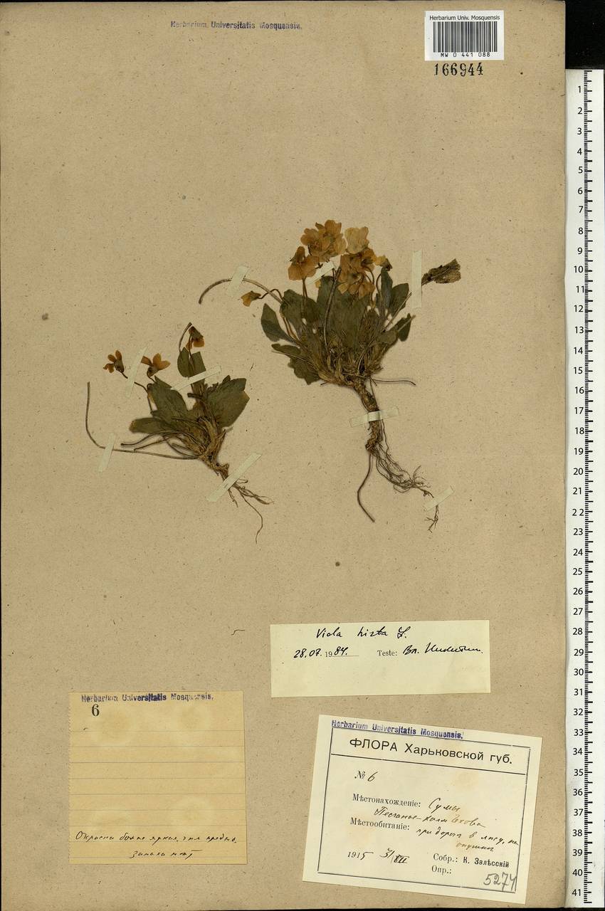 Viola hirta L., Eastern Europe, North Ukrainian region (E11) (Ukraine)