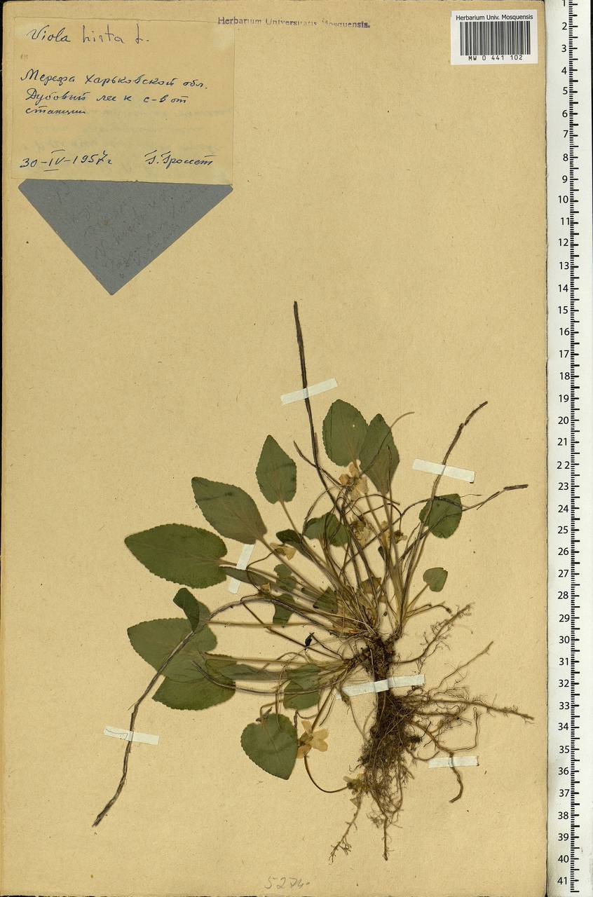 Viola hirta L., Eastern Europe, North Ukrainian region (E11) (Ukraine)