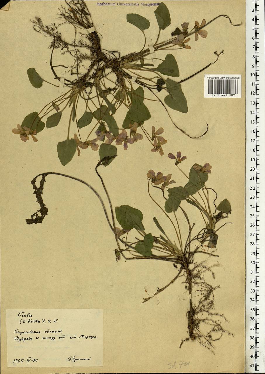 Viola hirta L., Eastern Europe, North Ukrainian region (E11) (Ukraine)