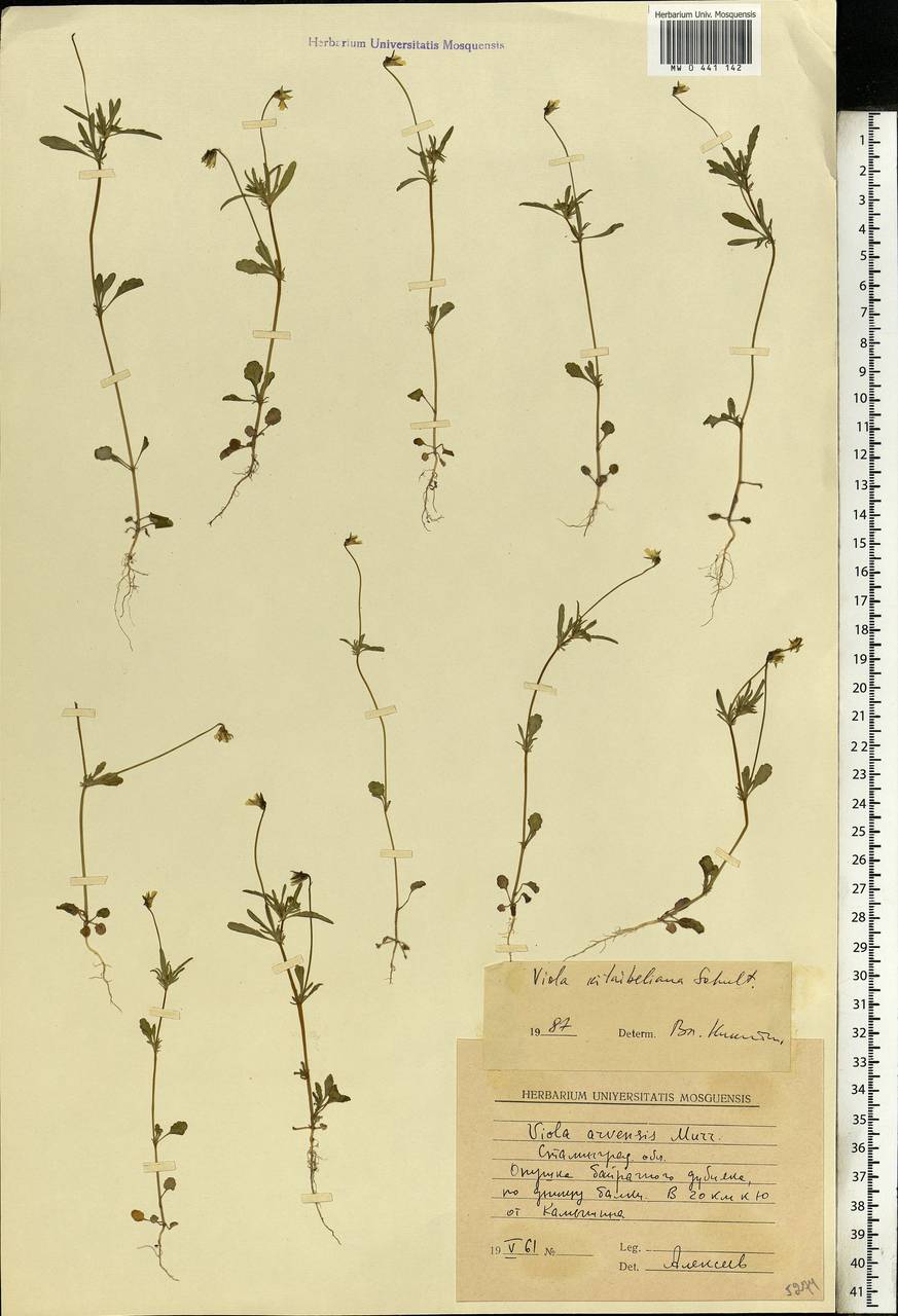 Viola kitaibeliana Schult., Eastern Europe, Lower Volga region (E9) (Russia)