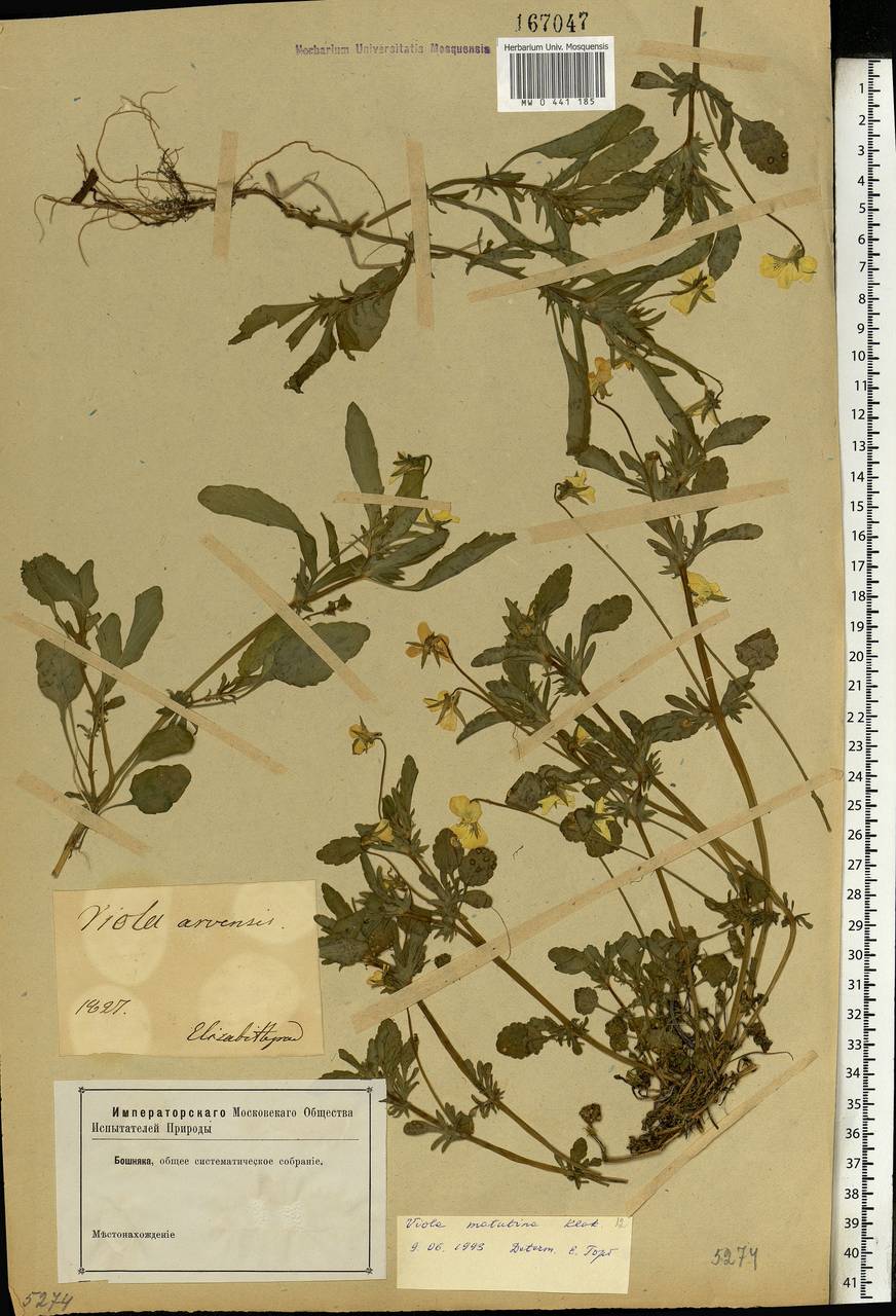 Viola tricolor subsp. matutina (Klokov) Valentine, Eastern Europe, South Ukrainian region (E12) (Ukraine)