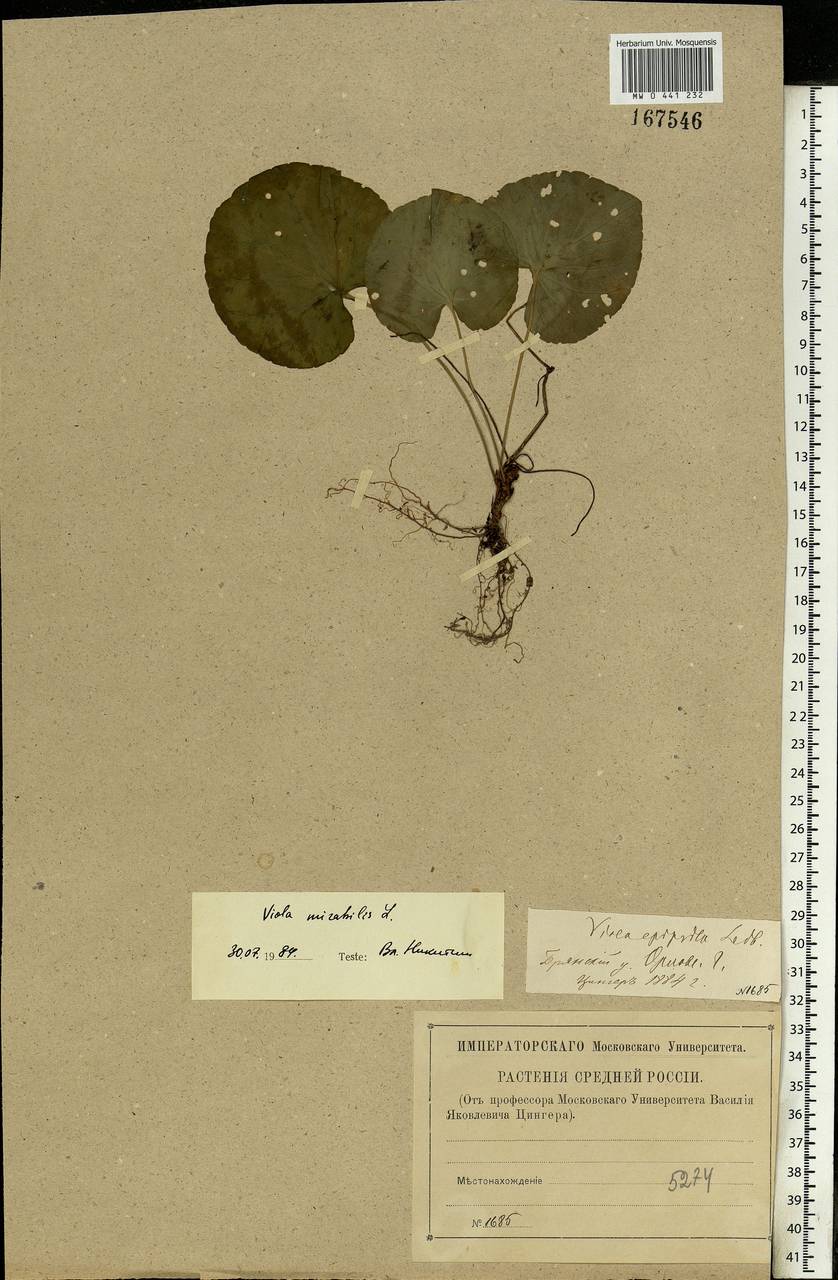 Viola mirabilis L., Eastern Europe, Western region (E3) (Russia)