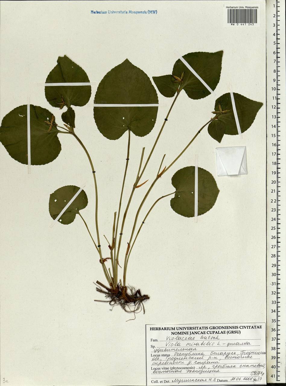 Viola mirabilis L., Eastern Europe, Belarus (E3a) (Belarus)