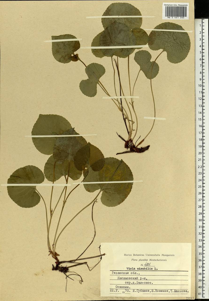 Viola mirabilis L., Eastern Europe, Central region (E4) (Russia)