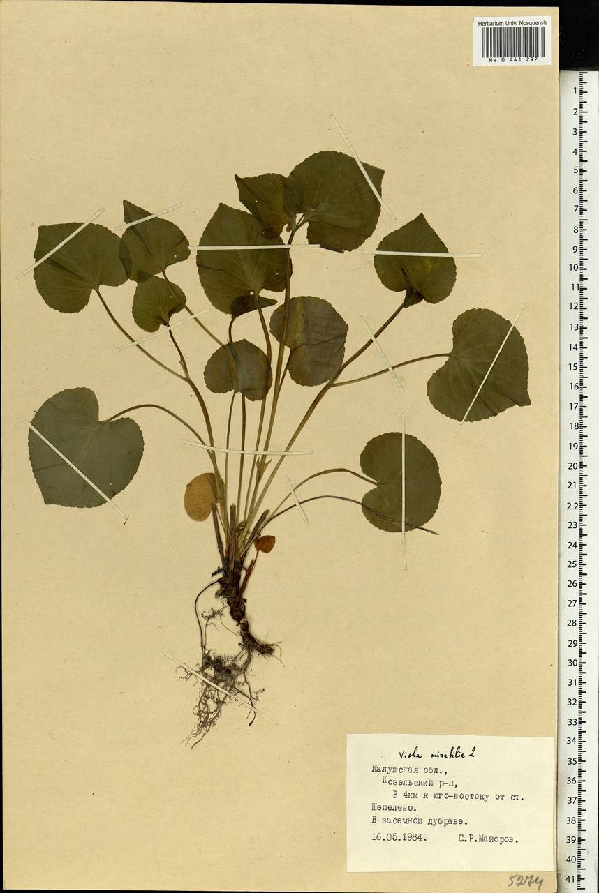 Viola mirabilis L., Eastern Europe, Central region (E4) (Russia)