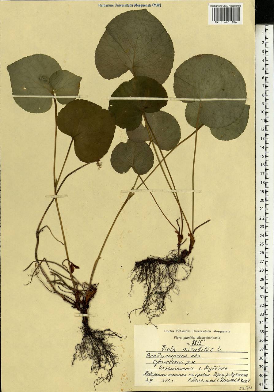Viola mirabilis L., Eastern Europe, Central region (E4) (Russia)