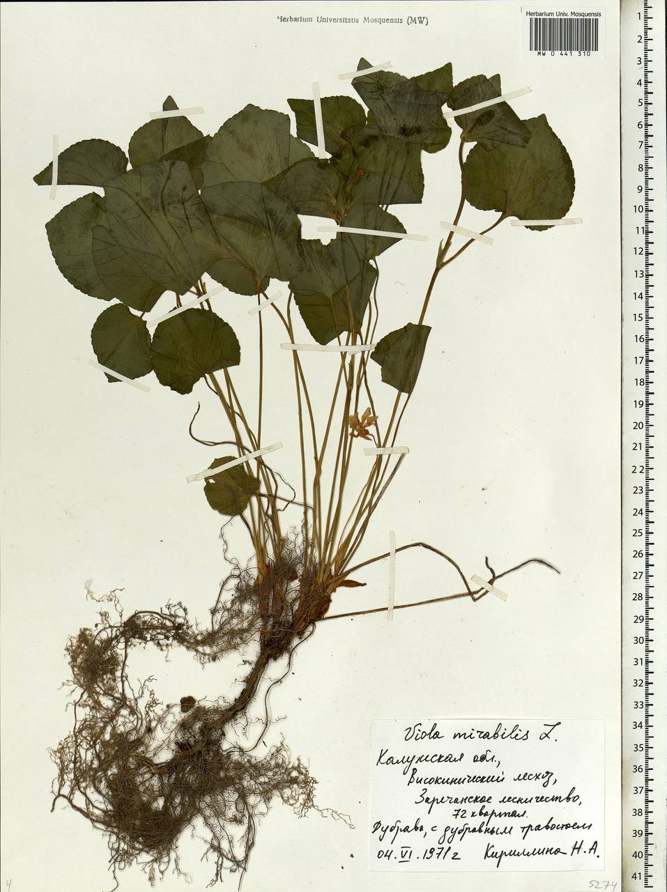 Viola mirabilis L., Eastern Europe, Central region (E4) (Russia)