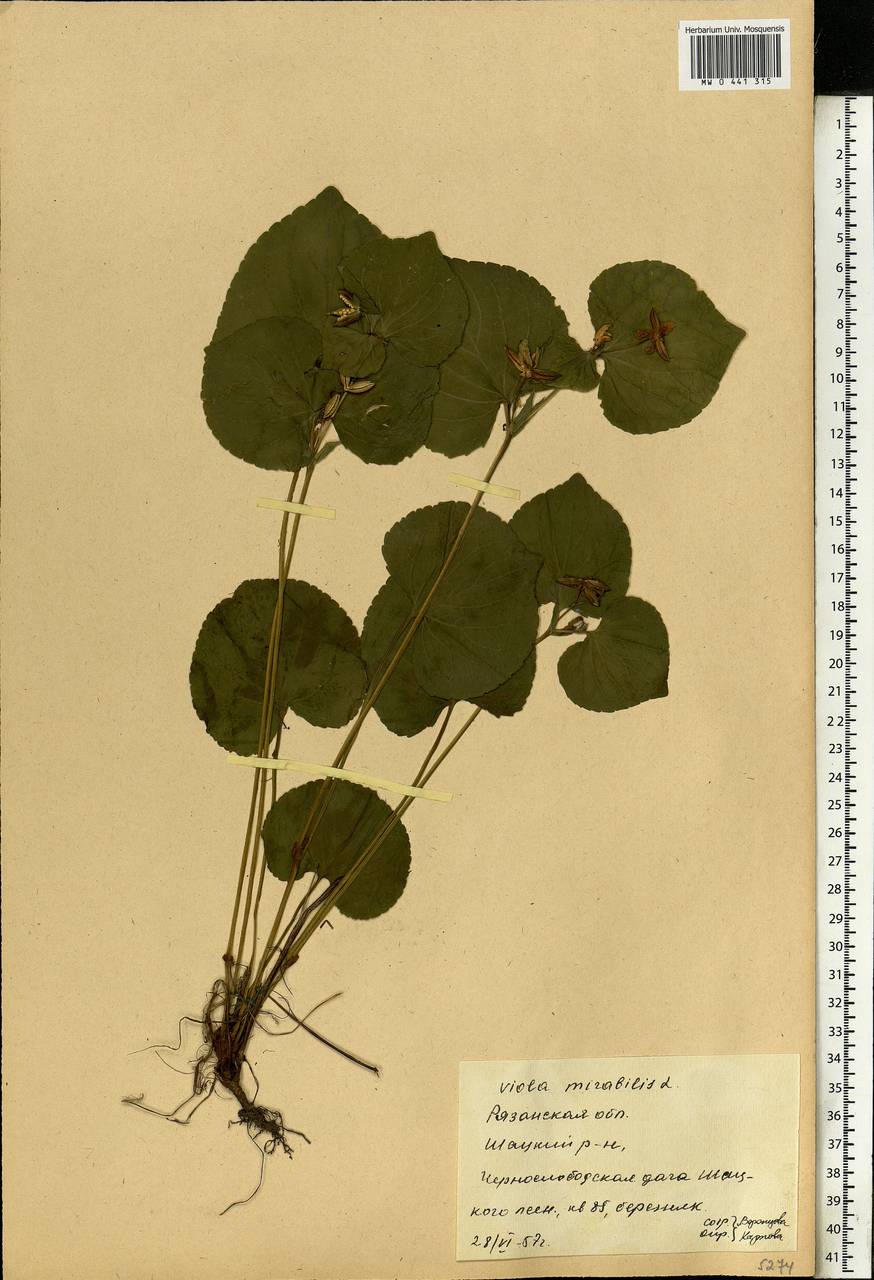 Viola mirabilis L., Eastern Europe, Central region (E4) (Russia)