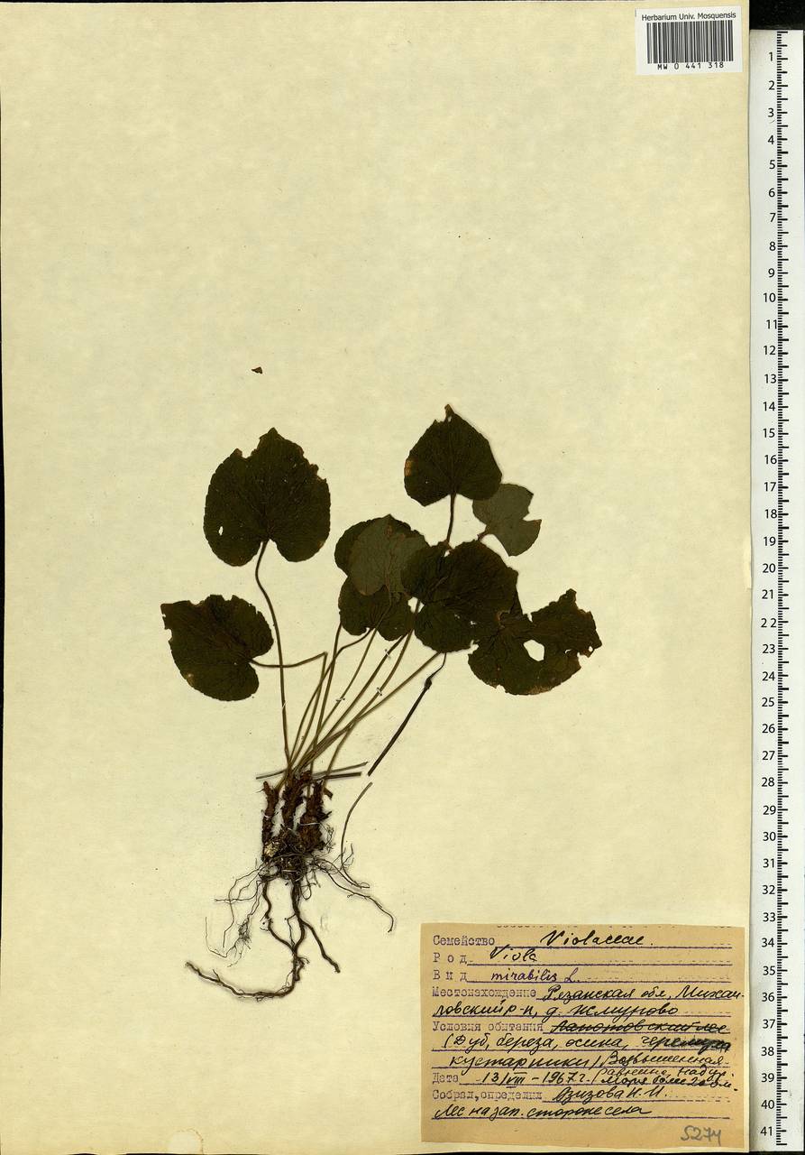 Viola mirabilis L., Eastern Europe, Central region (E4) (Russia)