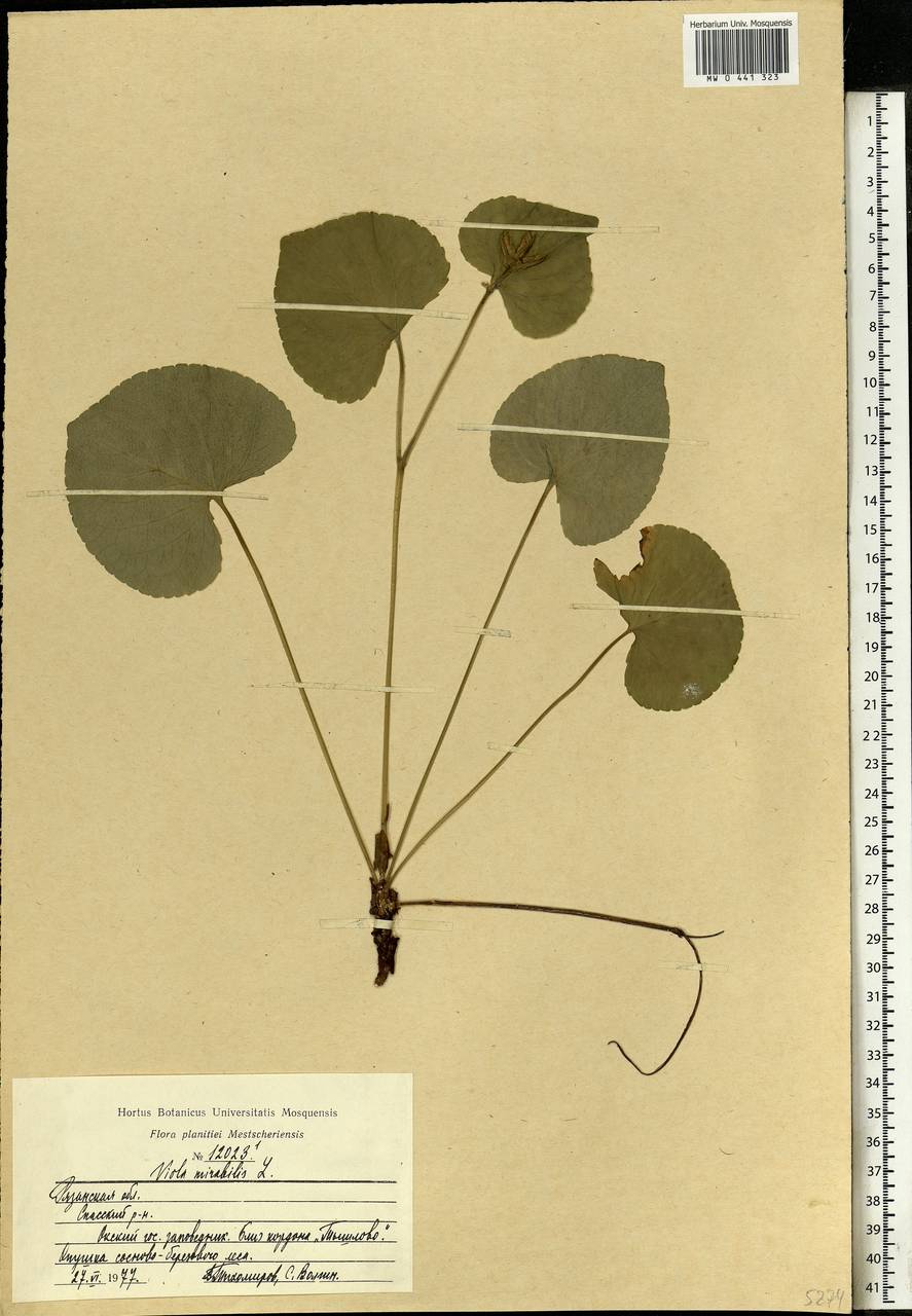 Viola mirabilis L., Eastern Europe, Central region (E4) (Russia)
