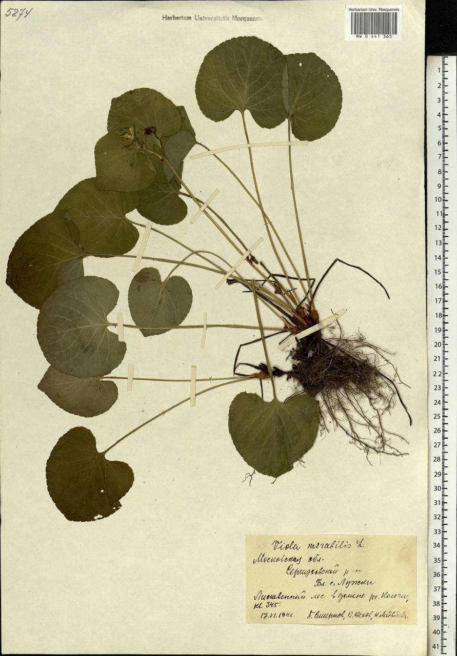 Viola mirabilis L., Eastern Europe, Moscow region (E4a) (Russia)