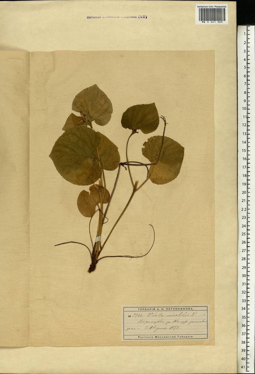 Viola mirabilis L., Eastern Europe, Moscow region (E4a) (Russia)