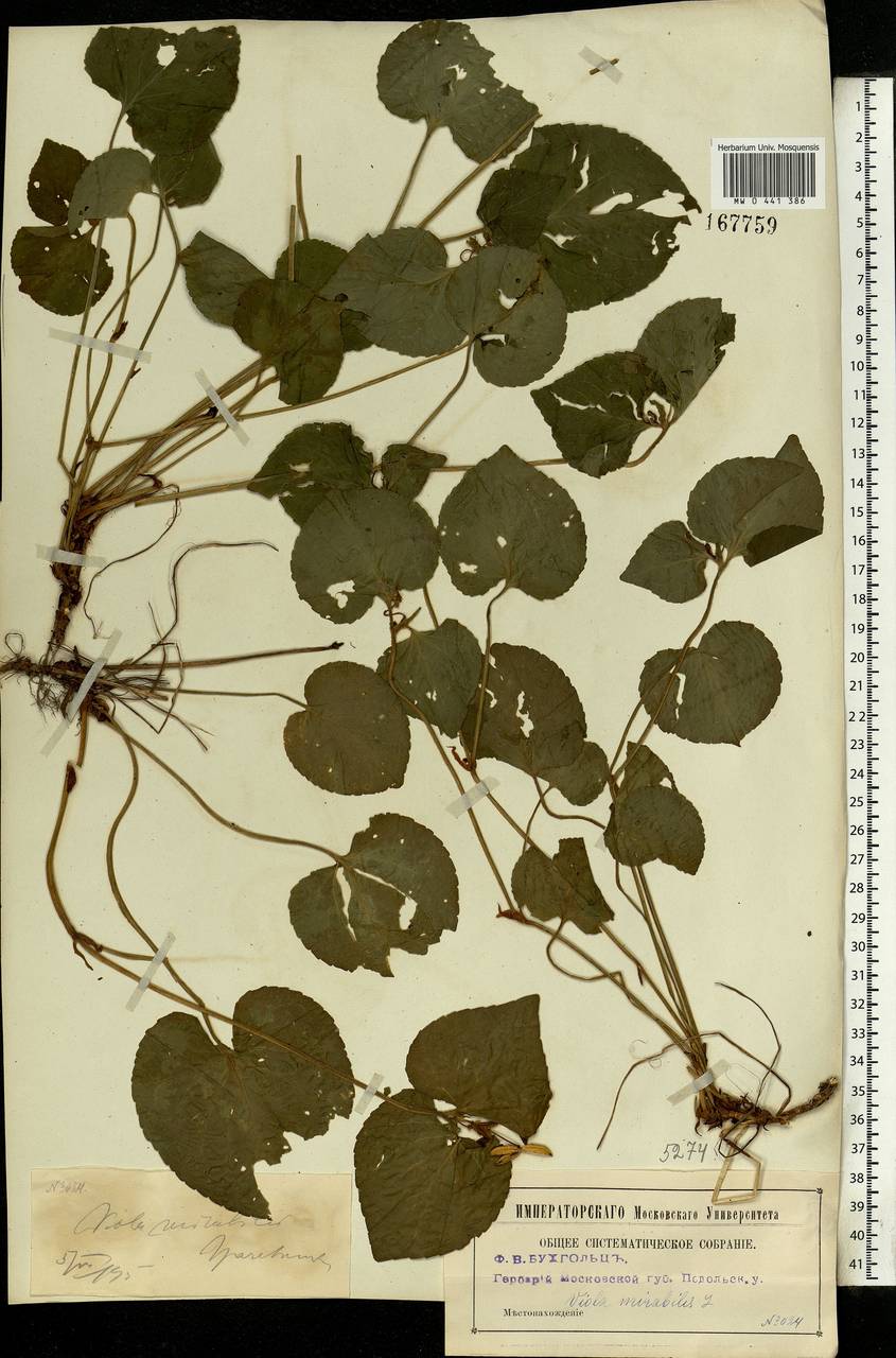 Viola mirabilis L., Eastern Europe, Moscow region (E4a) (Russia)