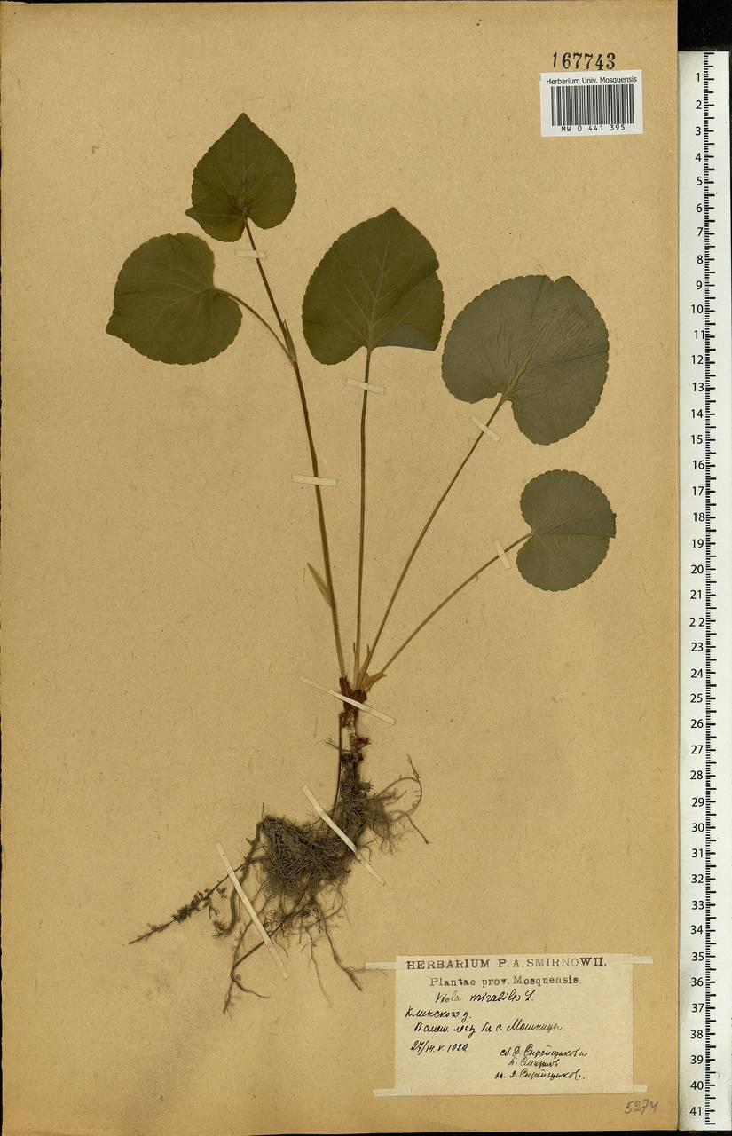 Viola mirabilis L., Eastern Europe, Moscow region (E4a) (Russia)