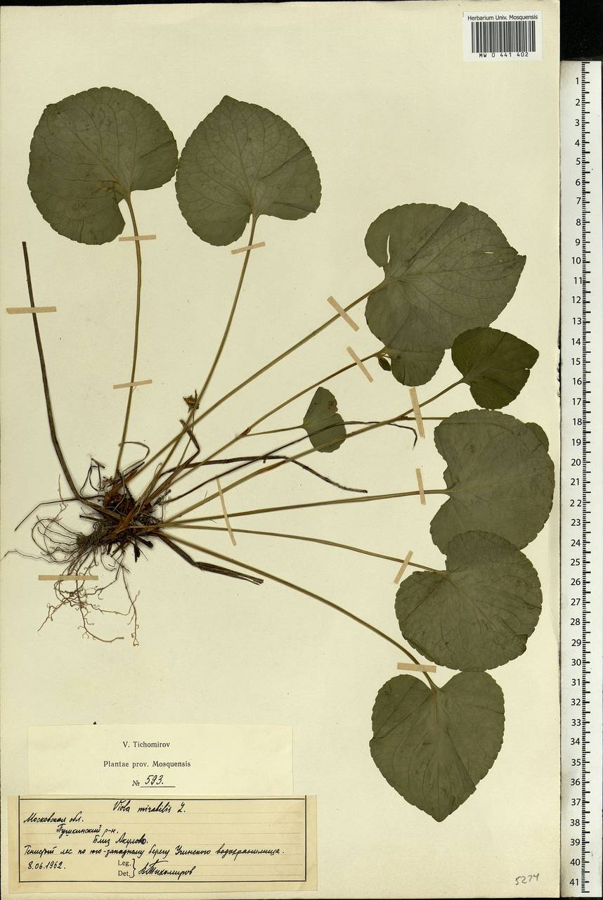 Viola mirabilis L., Eastern Europe, Moscow region (E4a) (Russia)