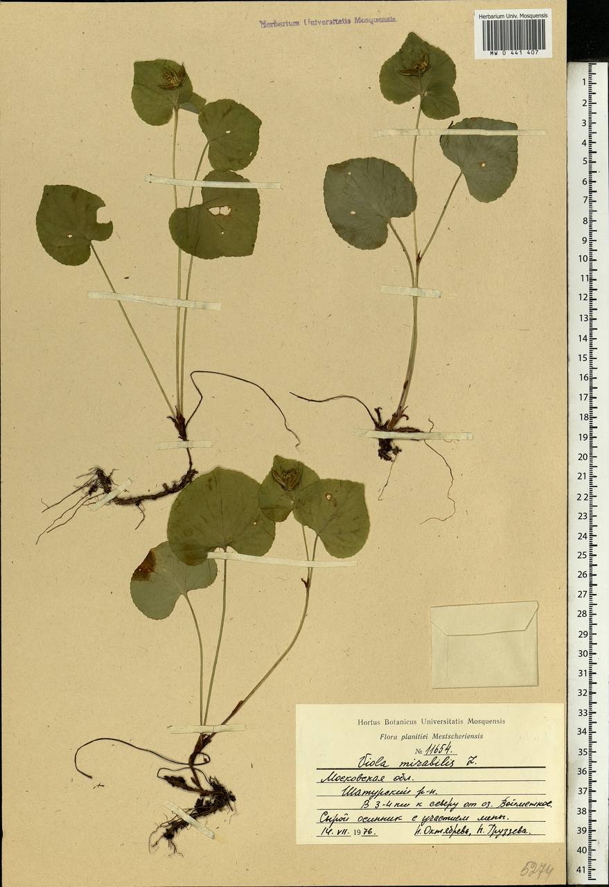 Viola mirabilis L., Eastern Europe, Moscow region (E4a) (Russia)