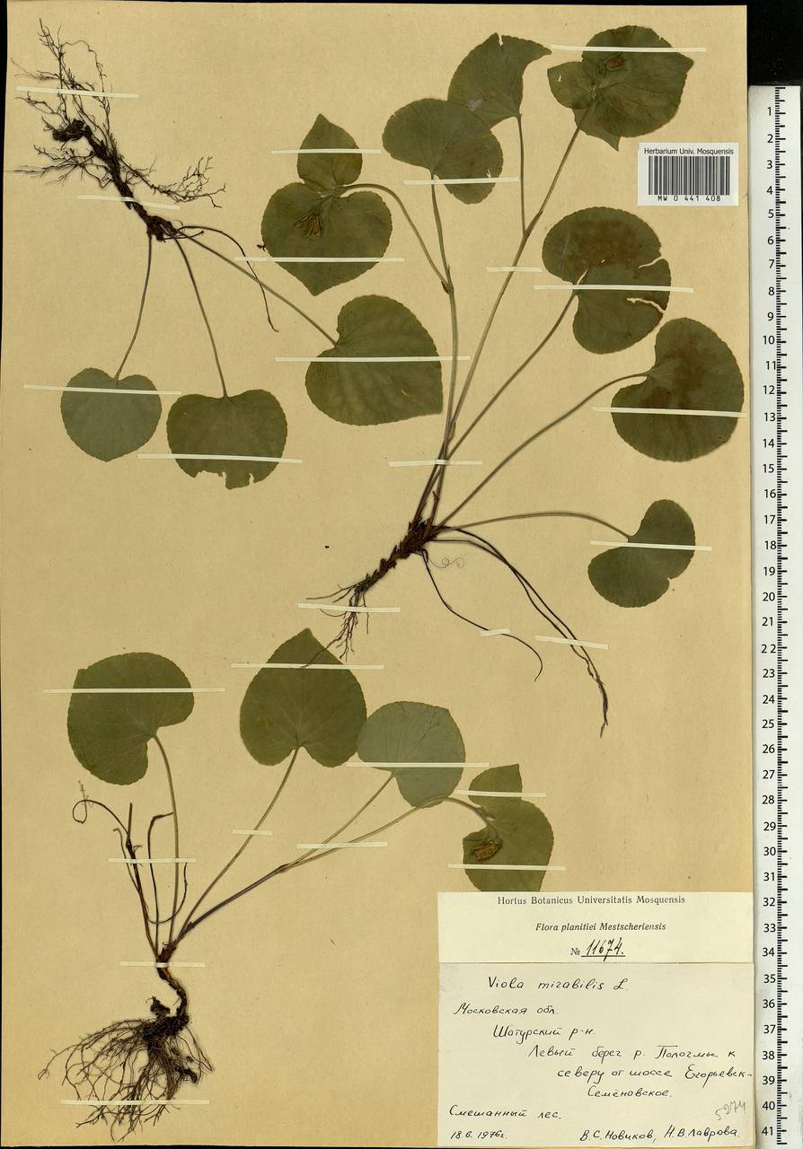 Viola mirabilis L., Eastern Europe, Moscow region (E4a) (Russia)