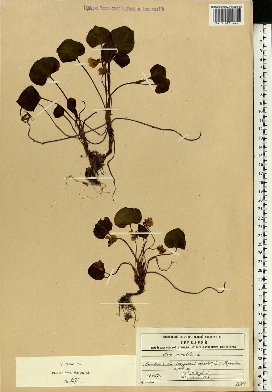 Viola mirabilis L., Eastern Europe, Moscow region (E4a) (Russia)